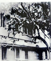 The New Boarding 1980